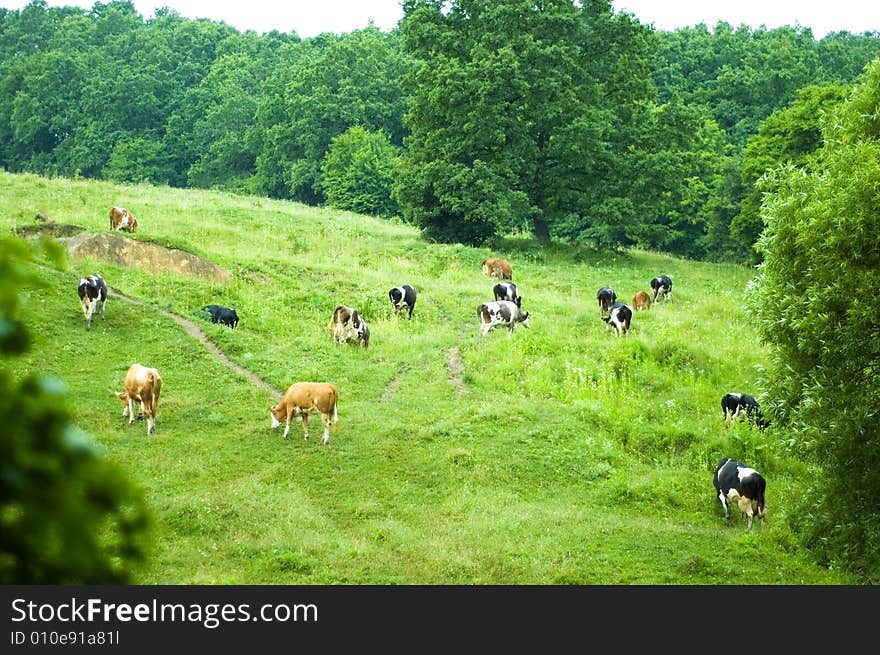 Grazing Cows