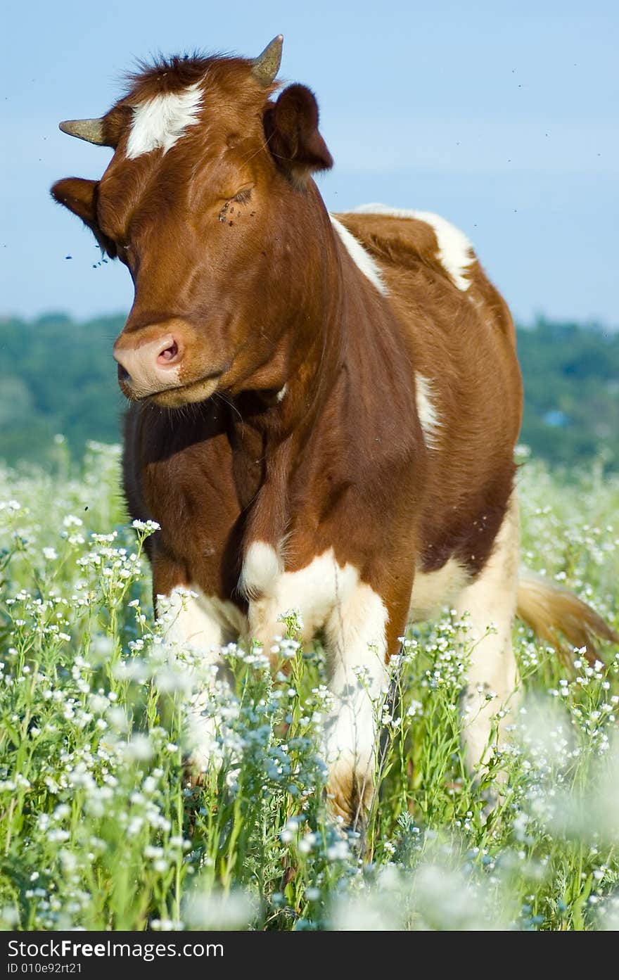 Cow In Meadow Flowers