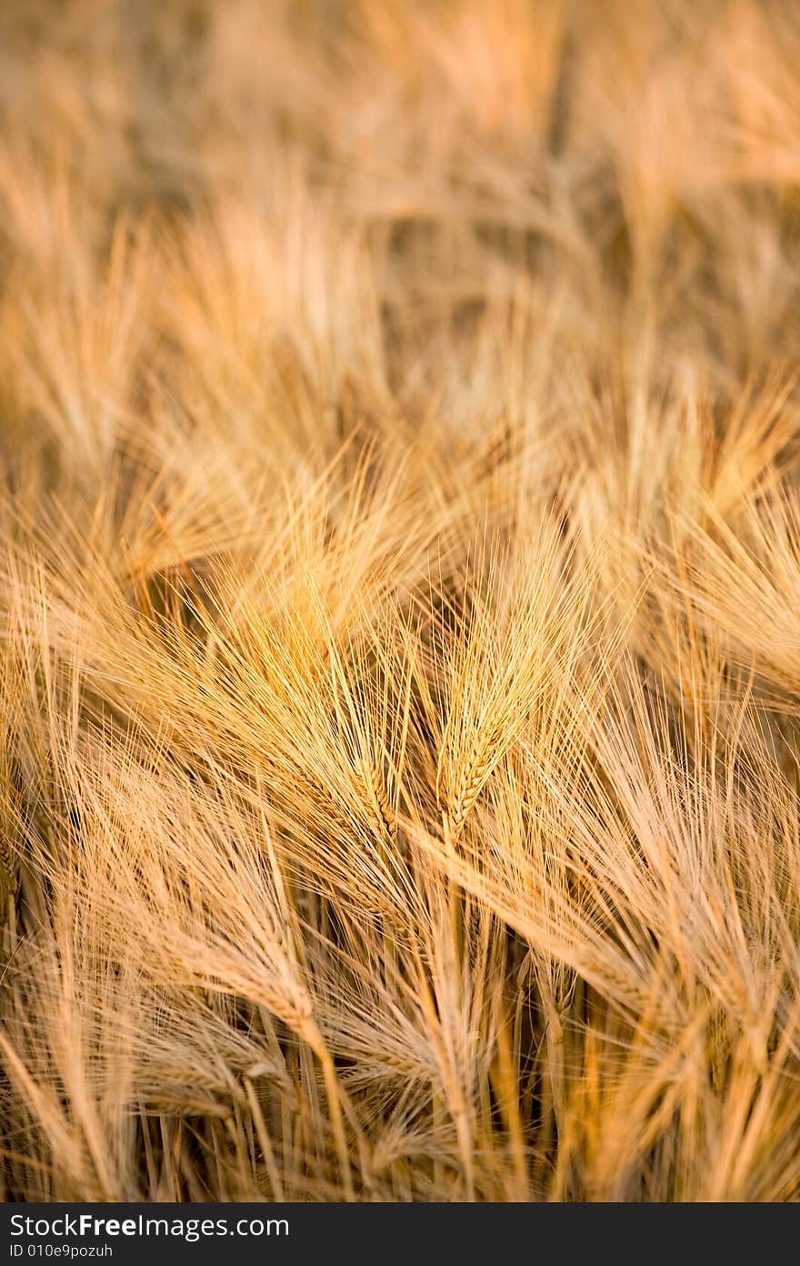 Close-up of wheat in warm evening light. Close-up of wheat in warm evening light