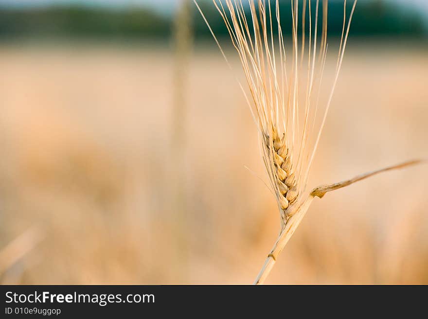 Wheat Close-up