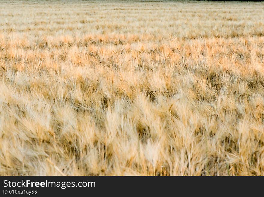 Wheat close-up