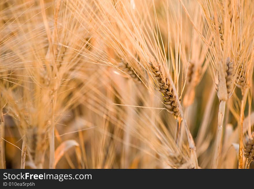 Close-up of wheat in warm evening light. Close-up of wheat in warm evening light