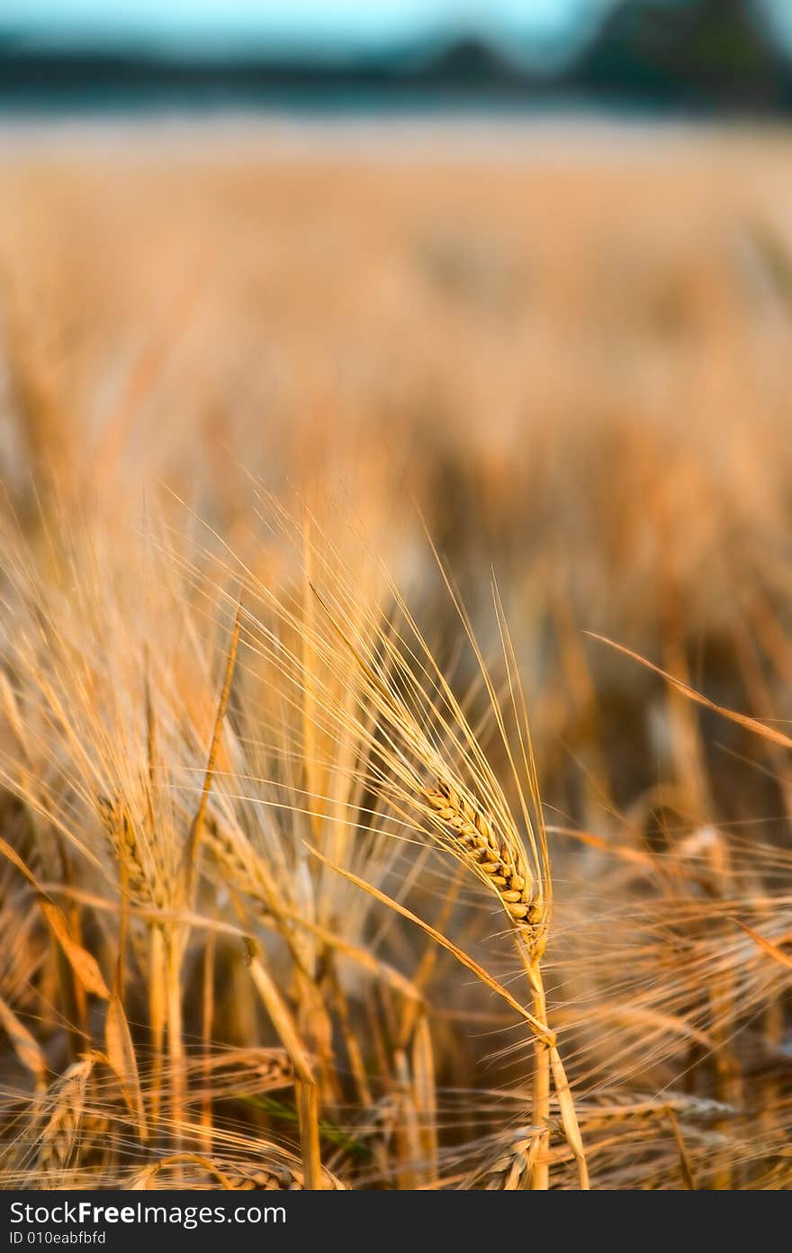 Wheat Close-up