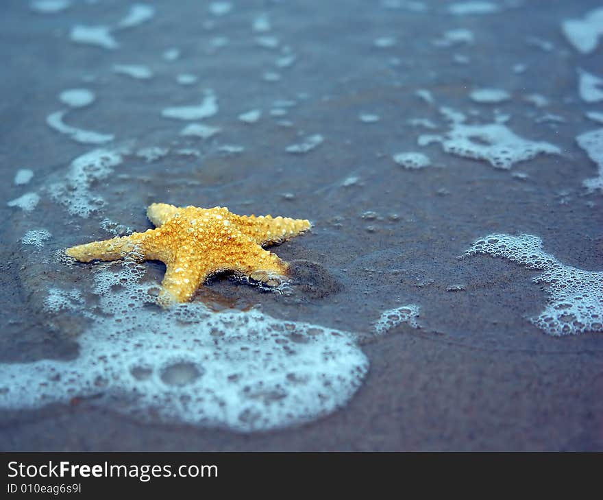 Starfish on the tropical beach