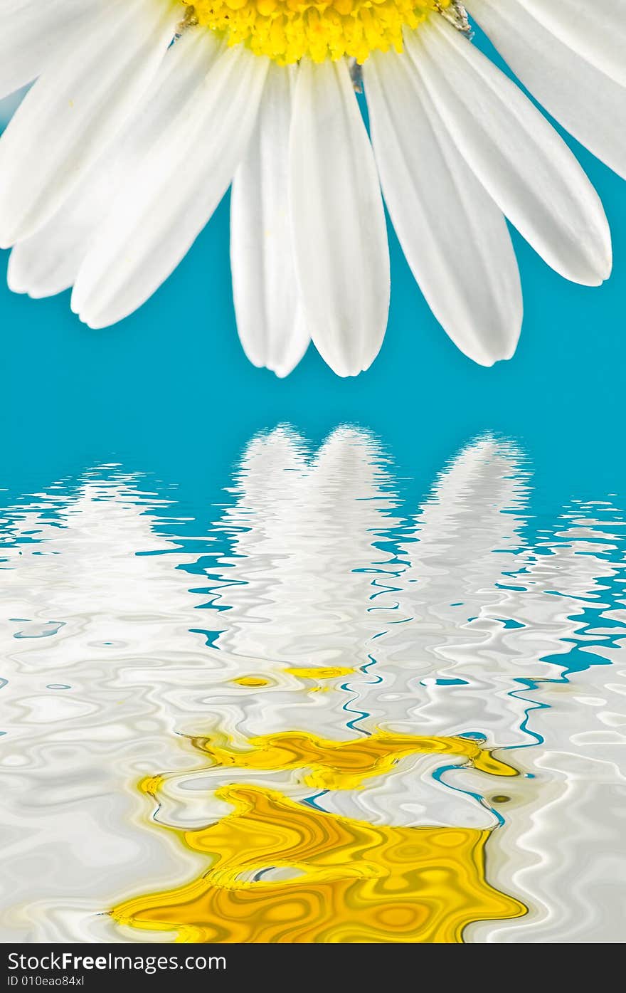 Marguerite petals with water reflection. Marguerite petals with water reflection