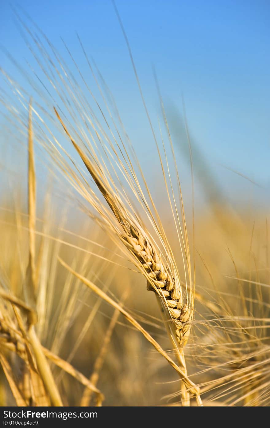 Wheat close-up