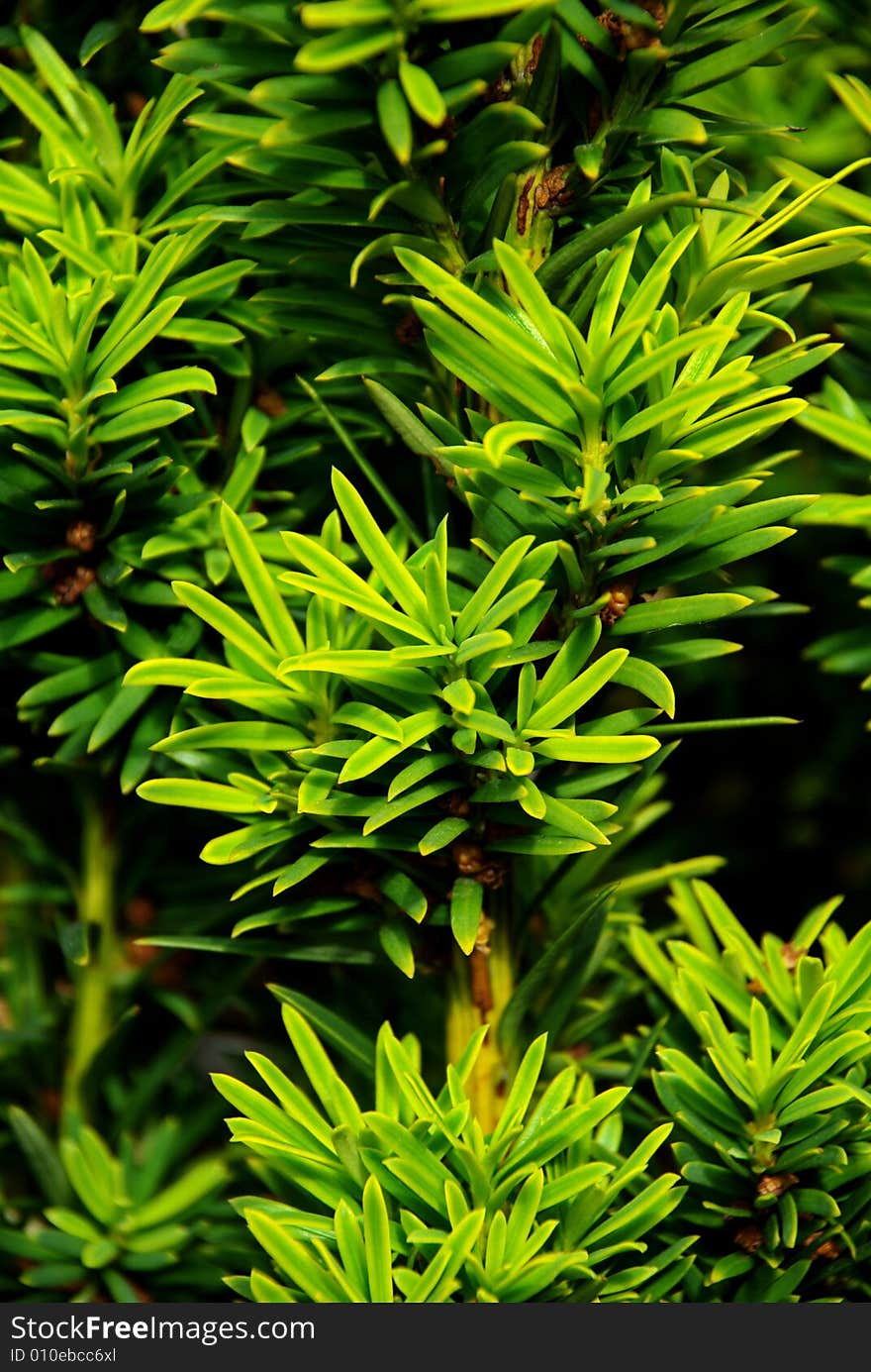 A detail of a tree branch. A detail of a tree branch.