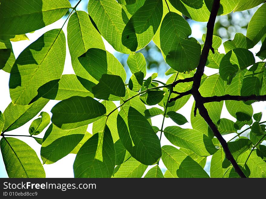 A detail of a tree branch. A detail of a tree branch.