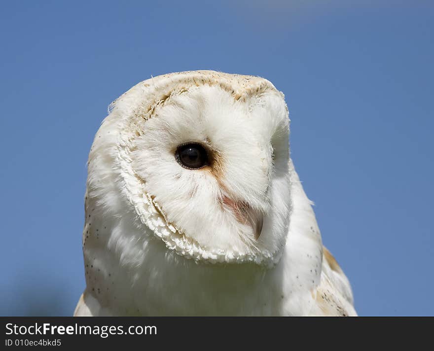 A close up of a captive barn owl