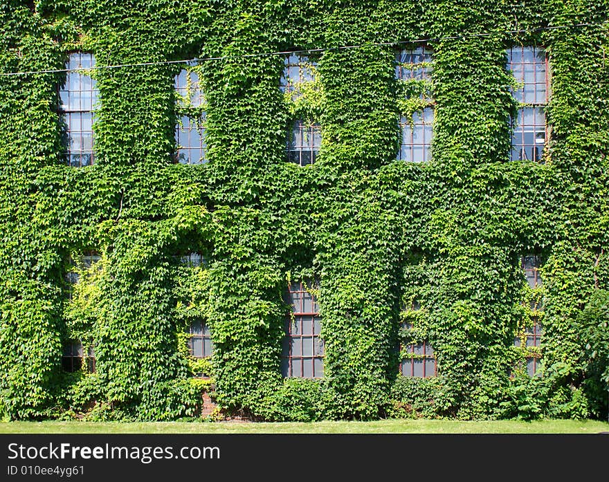 Ivy-covered wall