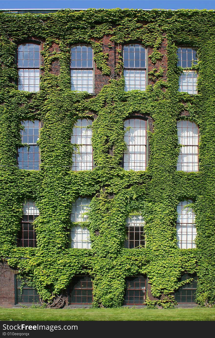 Ivy-covered wall with windows vertical