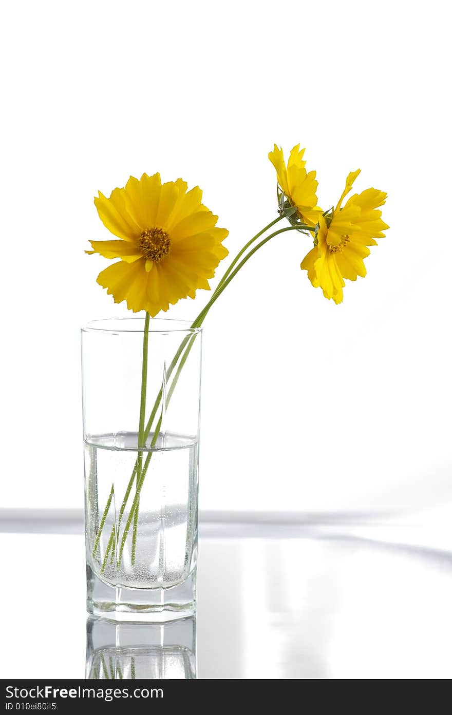 Three yellow flowers in the container with the water against the bright background. Three yellow flowers in the container with the water against the bright background