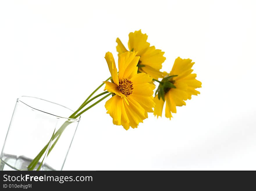 Three yellow flowers in the container with the water against the bright background. Three yellow flowers in the container with the water against the bright background