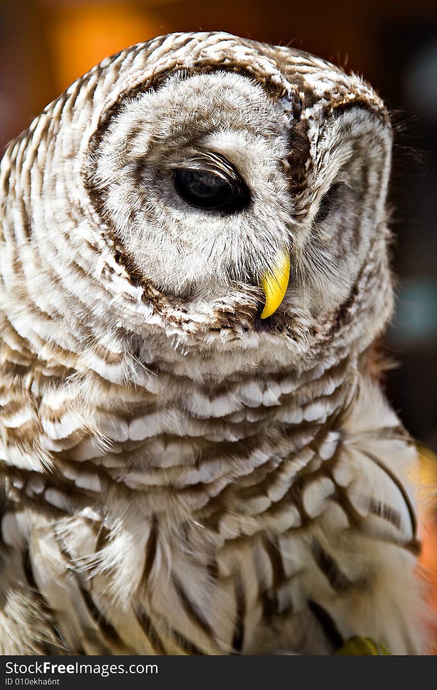 Barred Owl