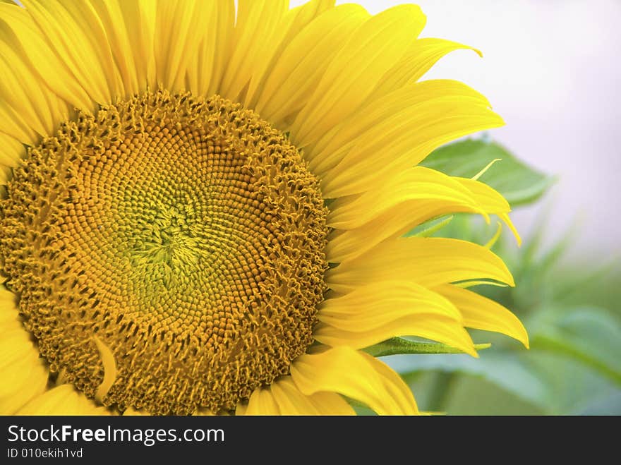 A close up of a fully open sunflower.