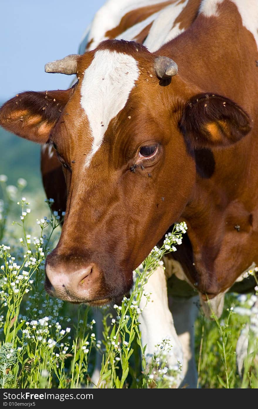 Cows grazing on a meadow. Cows grazing on a meadow