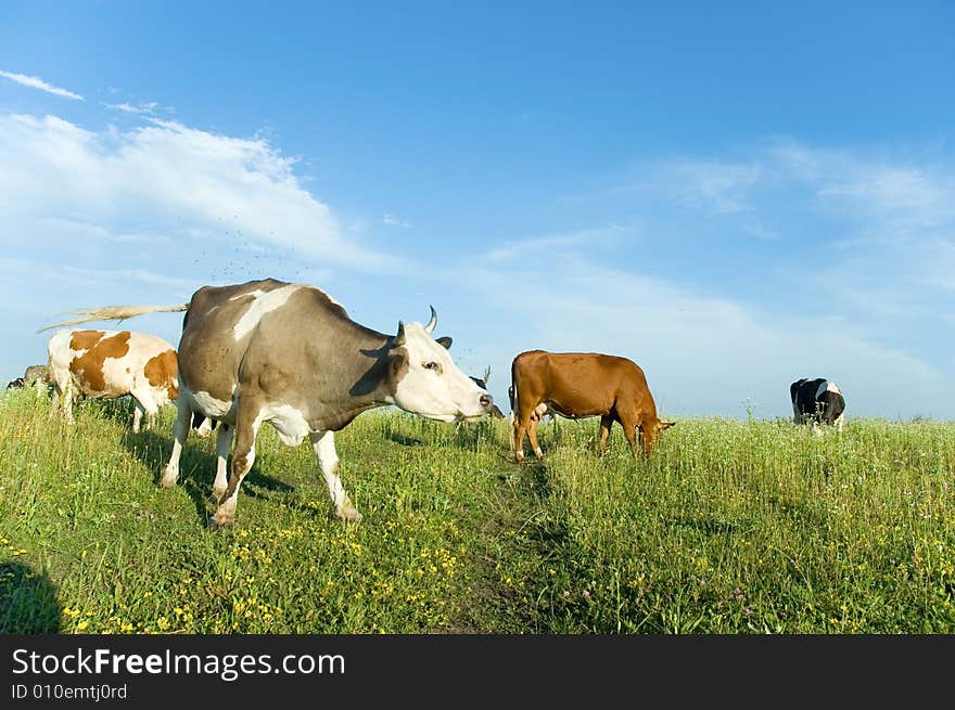 Cows on a meadow