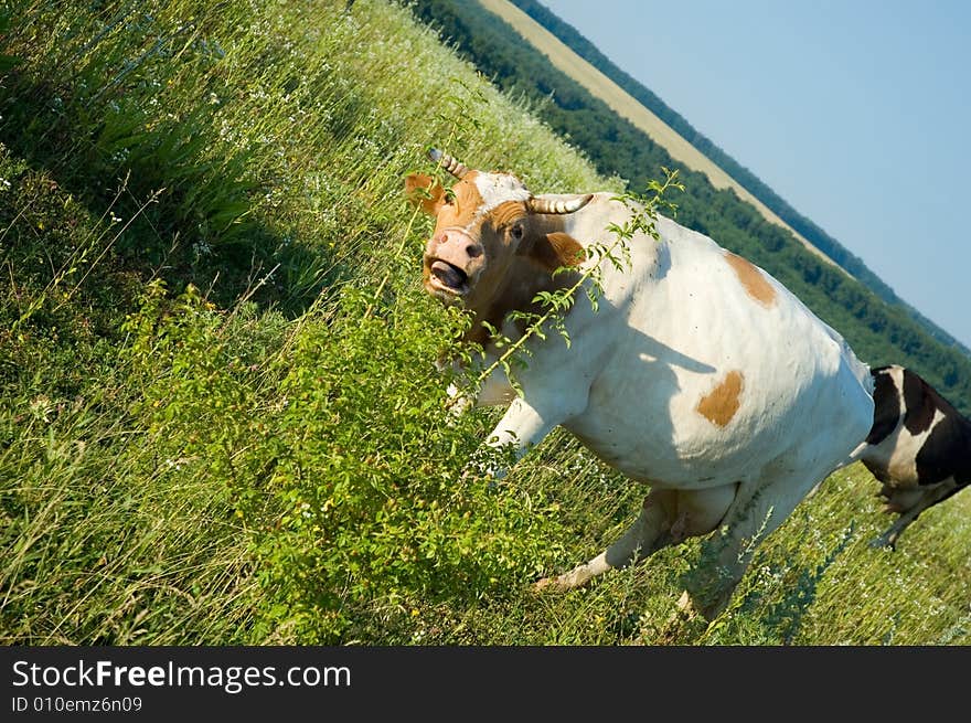 The cow on a meadow opened mouth. The cow on a meadow opened mouth