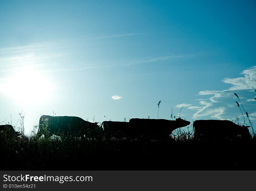 Cows grazing on a meadow. Cows grazing on a meadow