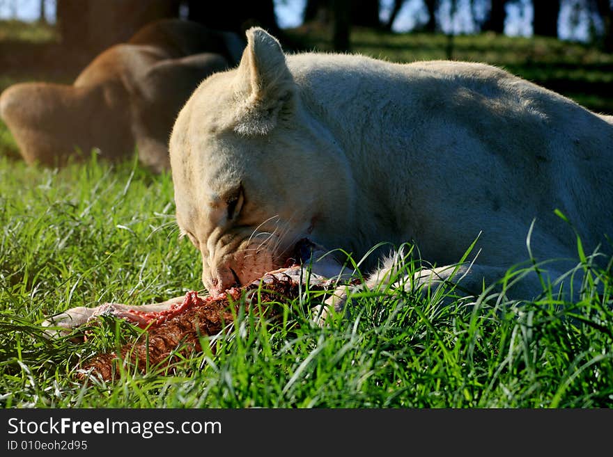 White lioness