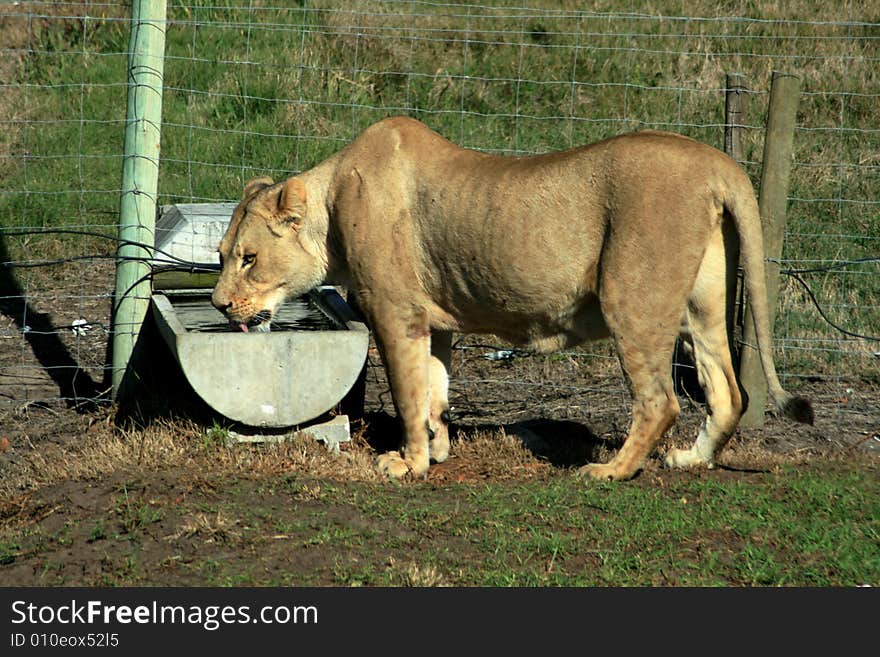 Lion Drinking