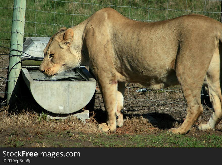 Lion Drinking