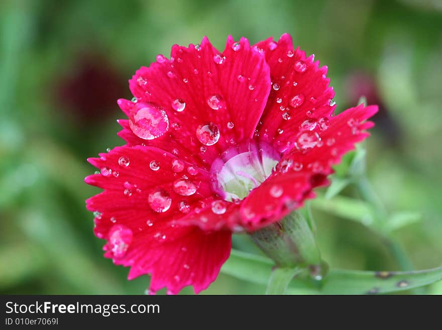 A macro shot of beautiful red buttercup on green background. A macro shot of beautiful red buttercup on green background