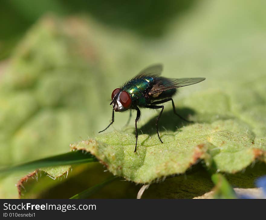 Dangerous Fly