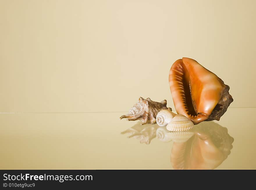 Tropical sea shells with reflection and space for text. Tropical sea shells with reflection and space for text