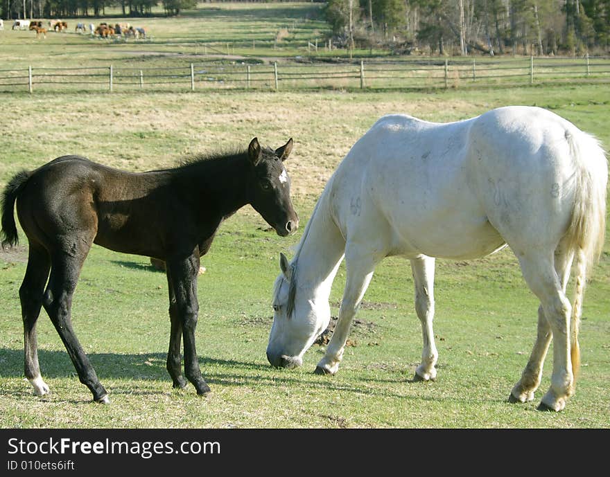 This image depicts a newborn foal with its mother grazing in a field. This image depicts a newborn foal with its mother grazing in a field.