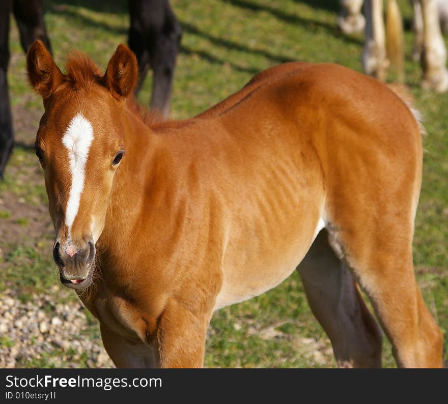 This image depicts a foal.