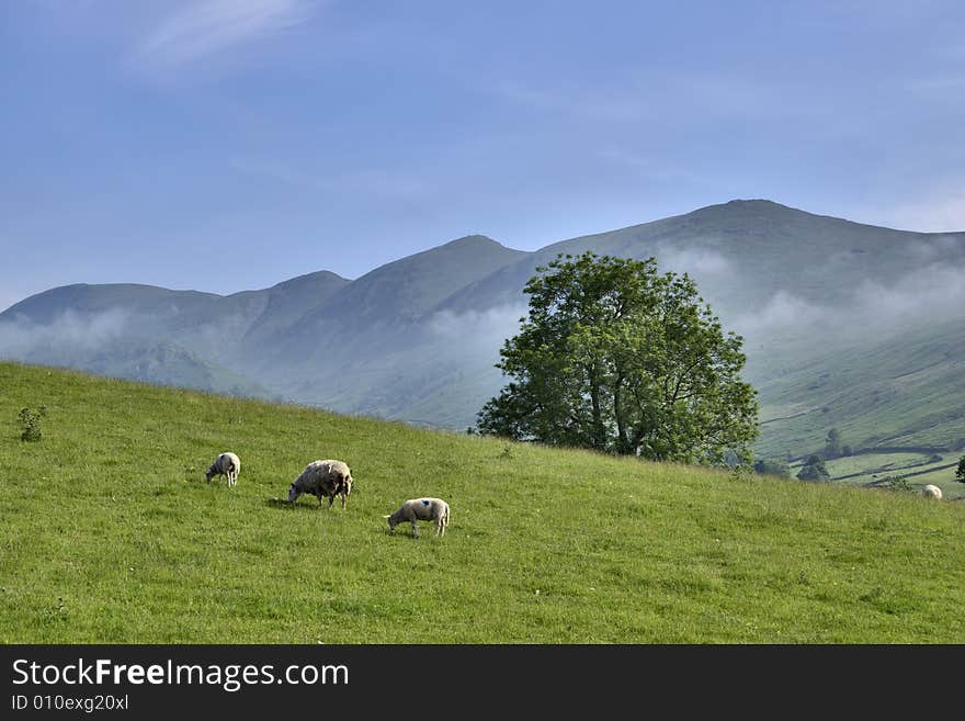 Three sheep grazing near Troutbeck in the English Lake District. Yoke, Ill Bell, Froswick  and Thornthwaite Beacon are the four mountains on the horizon. Three sheep grazing near Troutbeck in the English Lake District. Yoke, Ill Bell, Froswick  and Thornthwaite Beacon are the four mountains on the horizon