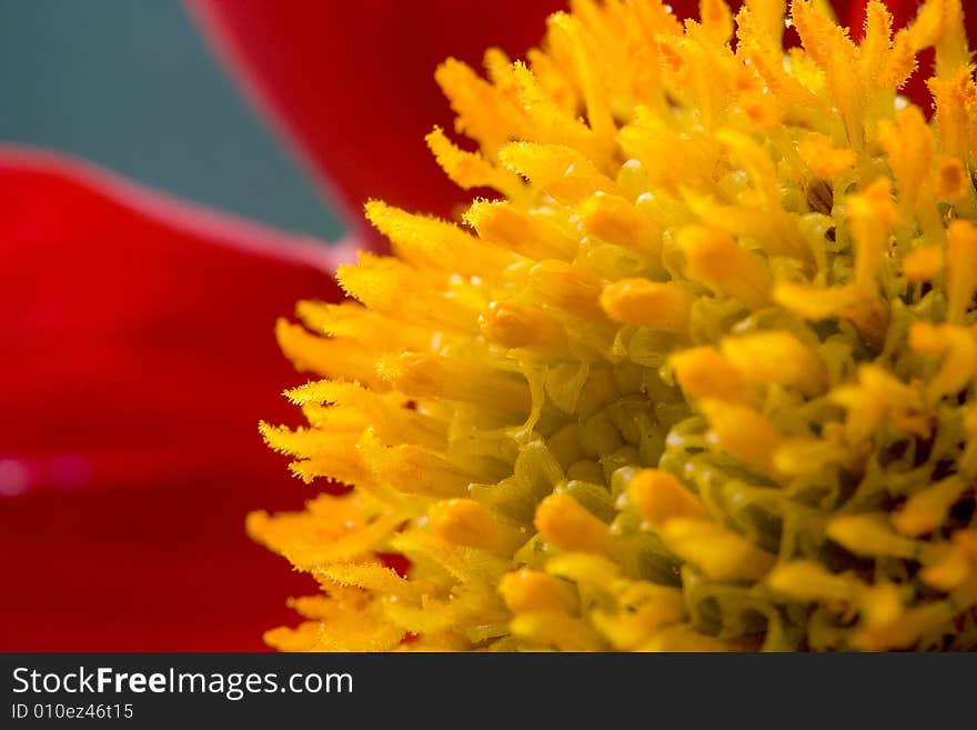 Yellow pistil, red petal, a flamboyant chrysanthemum. Yellow pistil, red petal, a flamboyant chrysanthemum.