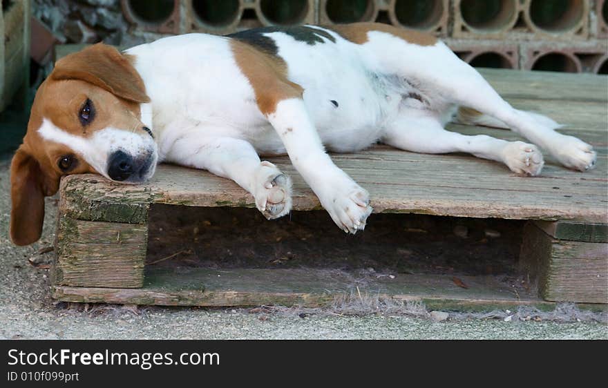 Tired dog, beagle