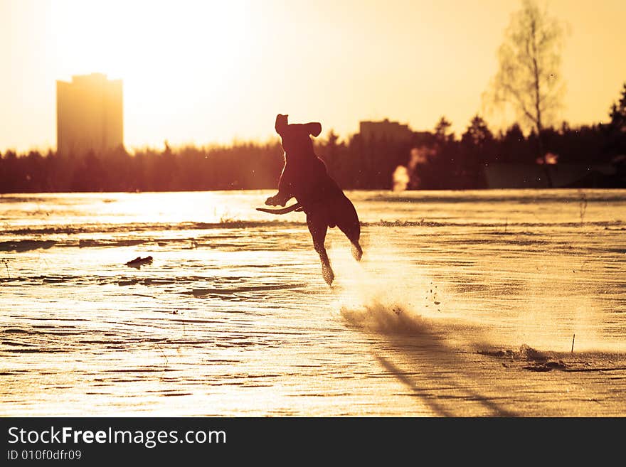 Silhouette of dog jumping to stick