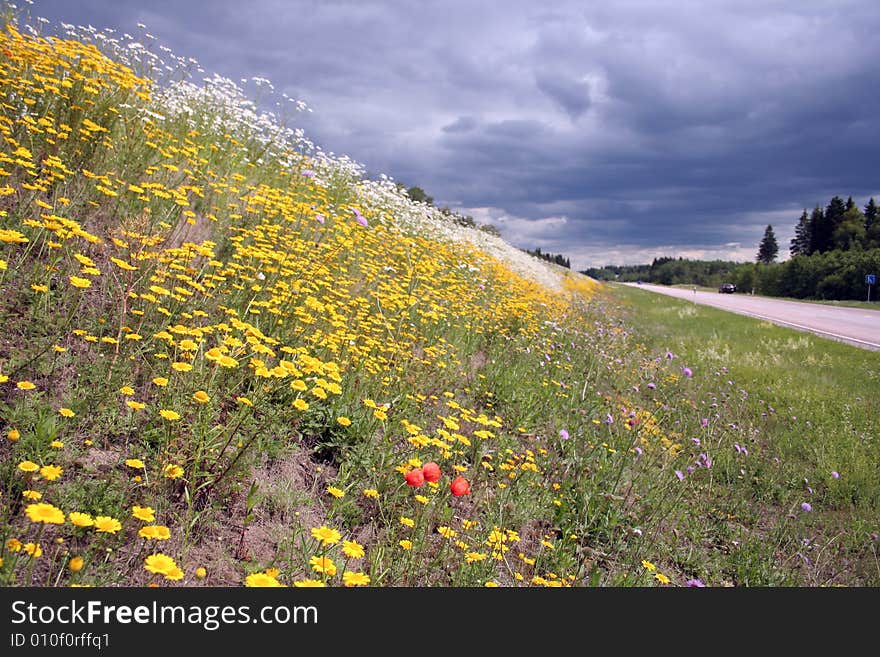 Blossoming Summer Meadow