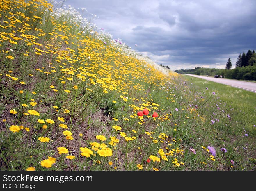 Blossoming summer meadow