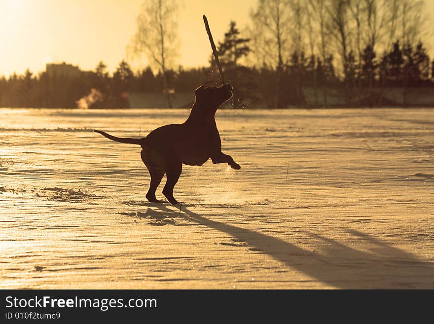 Silhouette of dog jumping and playing with a stick. Silhouette of dog jumping and playing with a stick