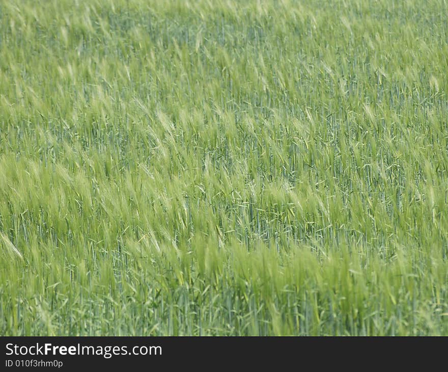 Barley field