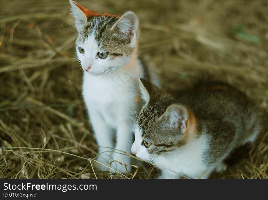 Two small cats sitting outside. Two small cats sitting outside