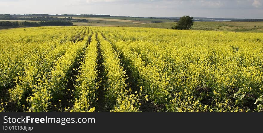 Summer landscape. Yellow field.