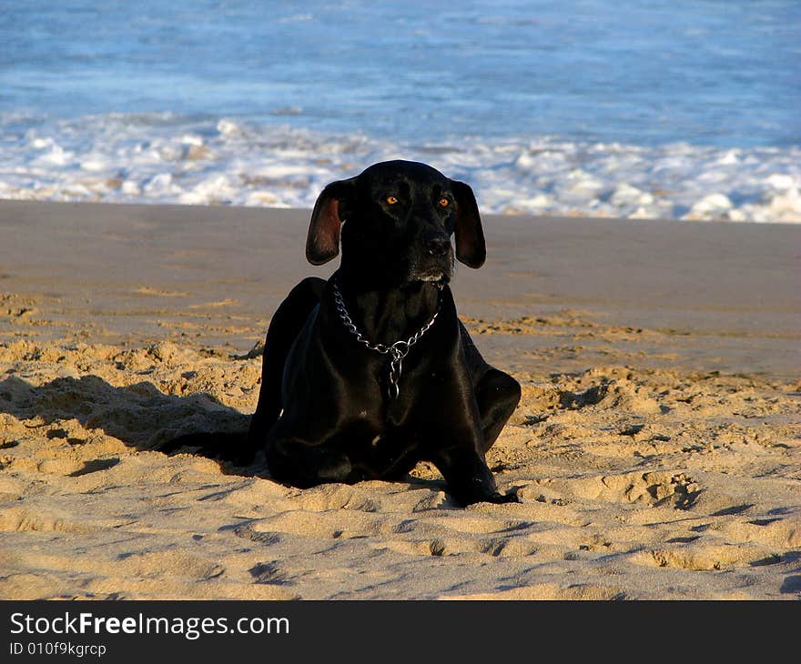 Black dog on a beach