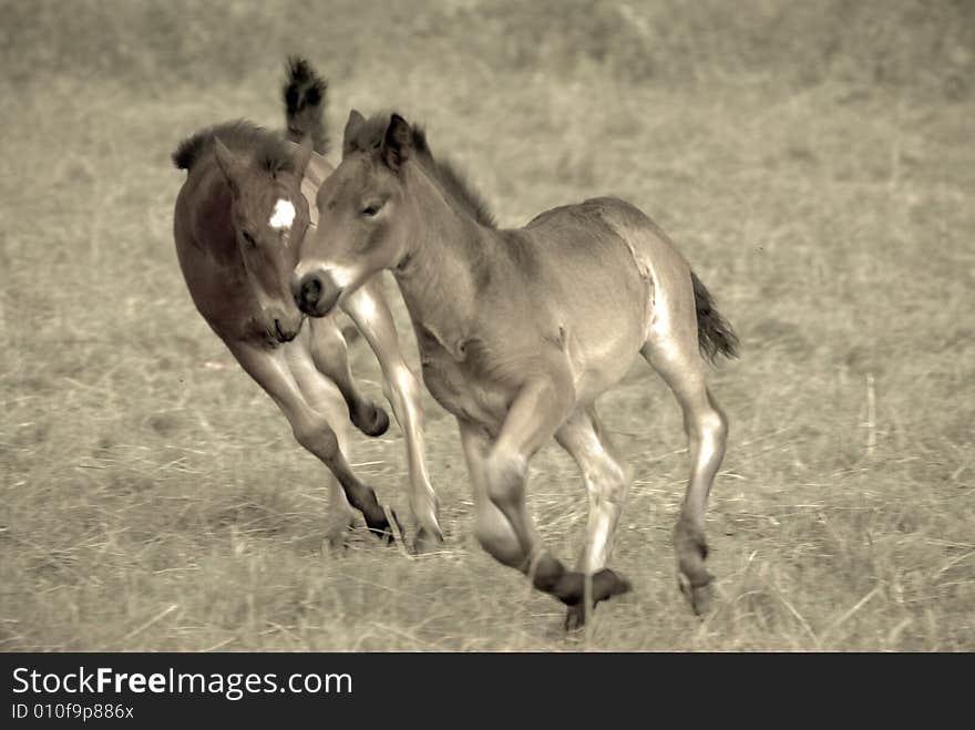 Runing horses, enjoying, riding, happines