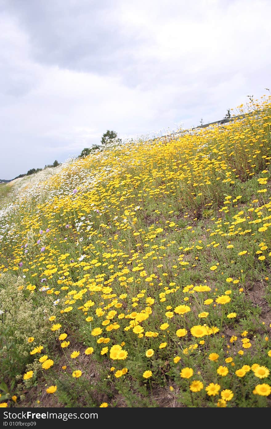 Blossoming summer yellow meadow in Estonia. Blossoming summer yellow meadow in Estonia