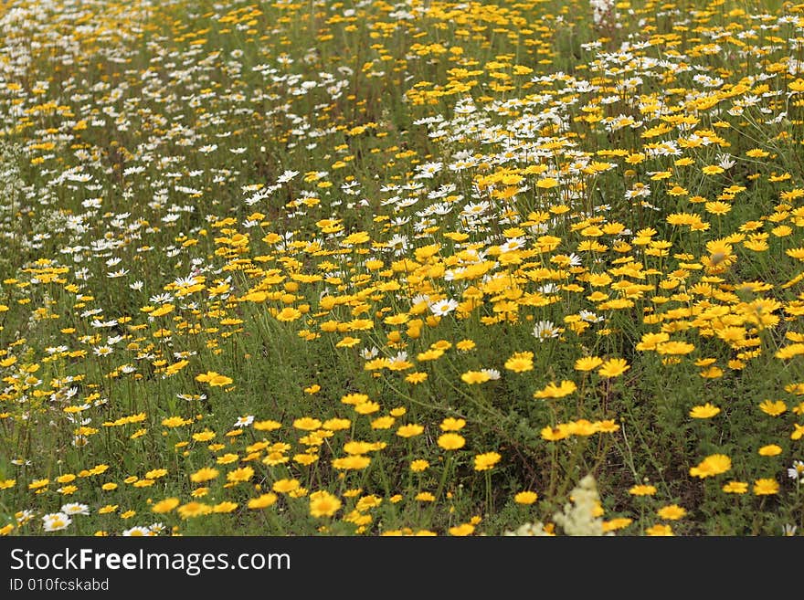 Blossoming summer yellow meadow in Estonia. Blossoming summer yellow meadow in Estonia