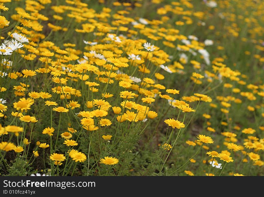 Yellow camomiles