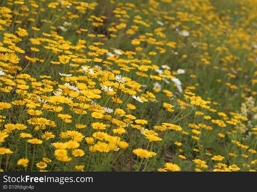 Yellow camomiles