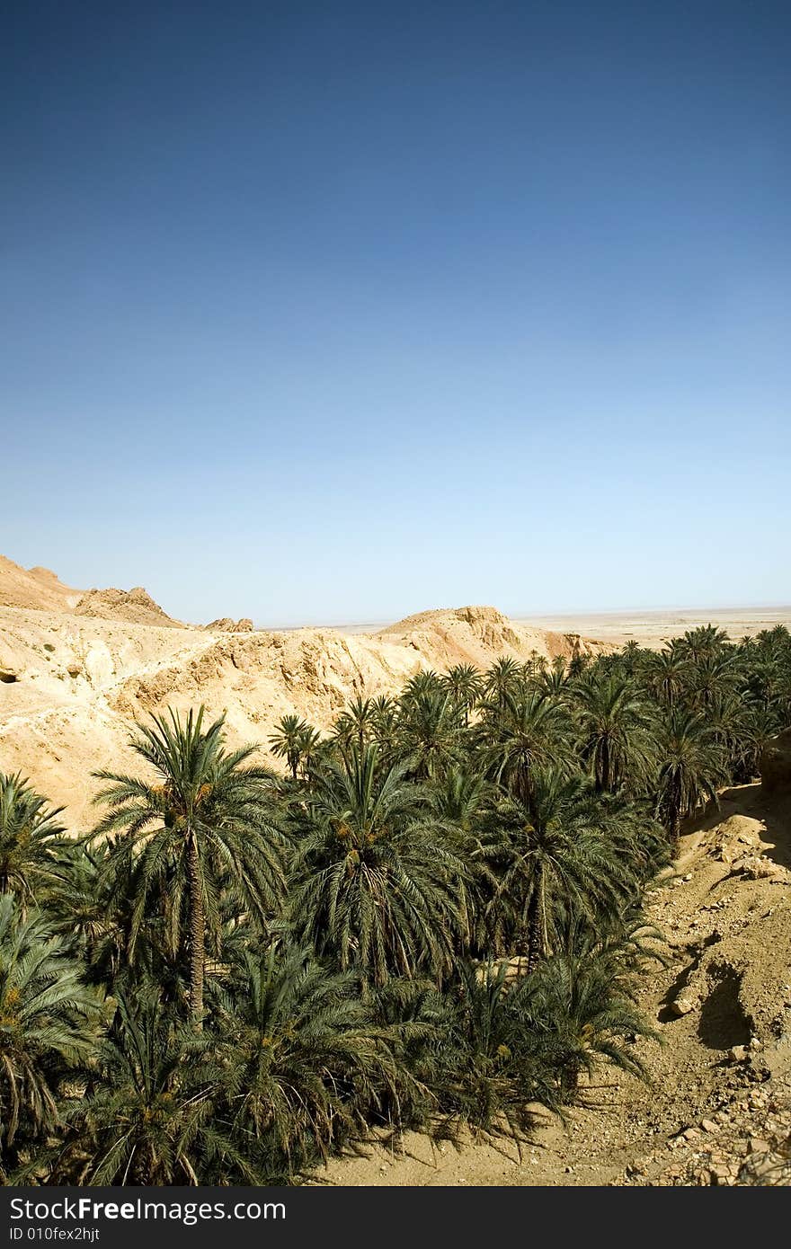 Desert with palms and rocks in Tunisia