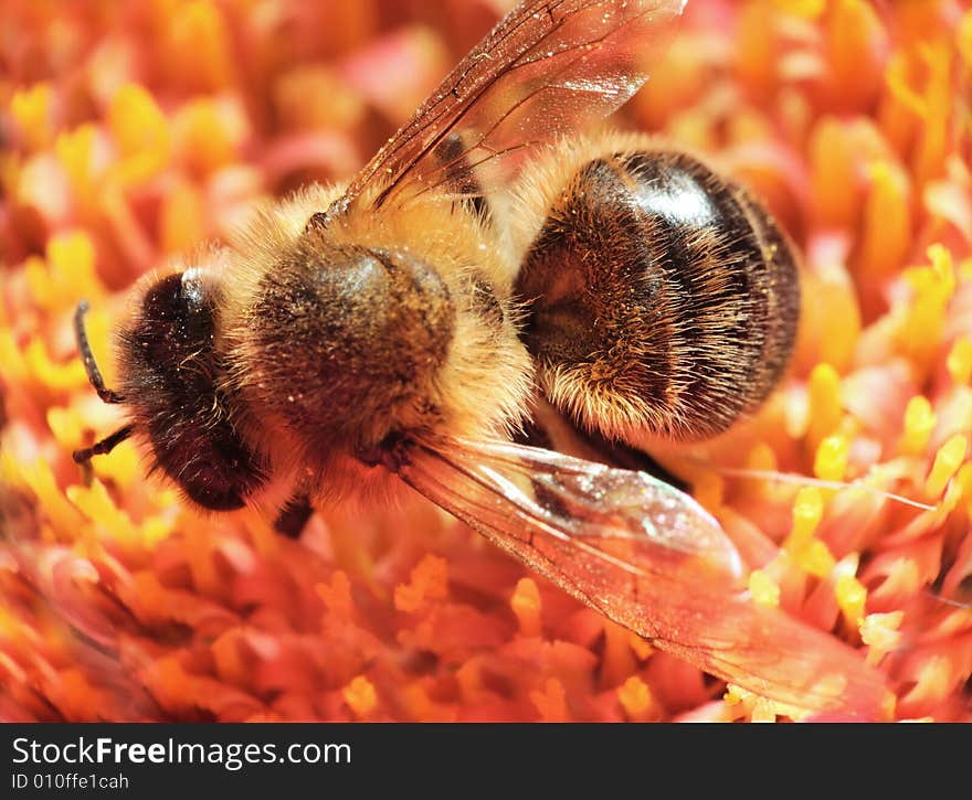 Macro shot of a honeybee in a flower. Macro shot of a honeybee in a flower