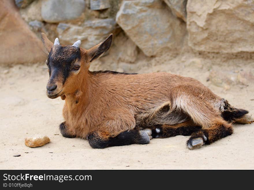 Little beauty goat with long ears get tired. He lie and rest aland. Little beauty goat with long ears get tired. He lie and rest aland.